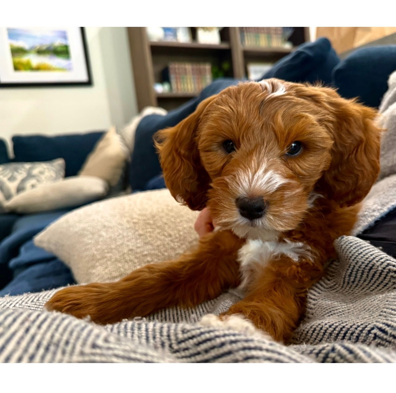 Puppies