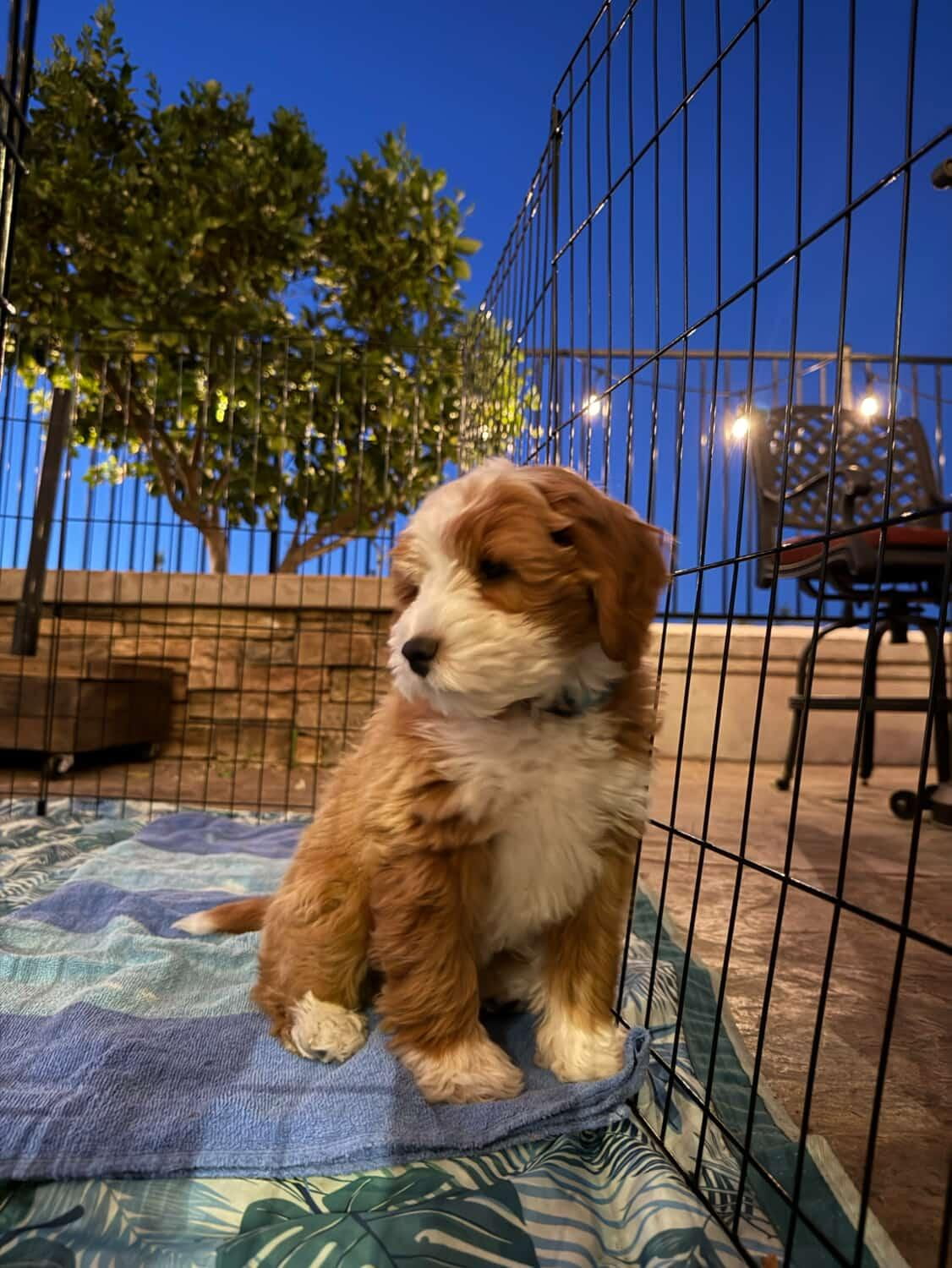 Puppies