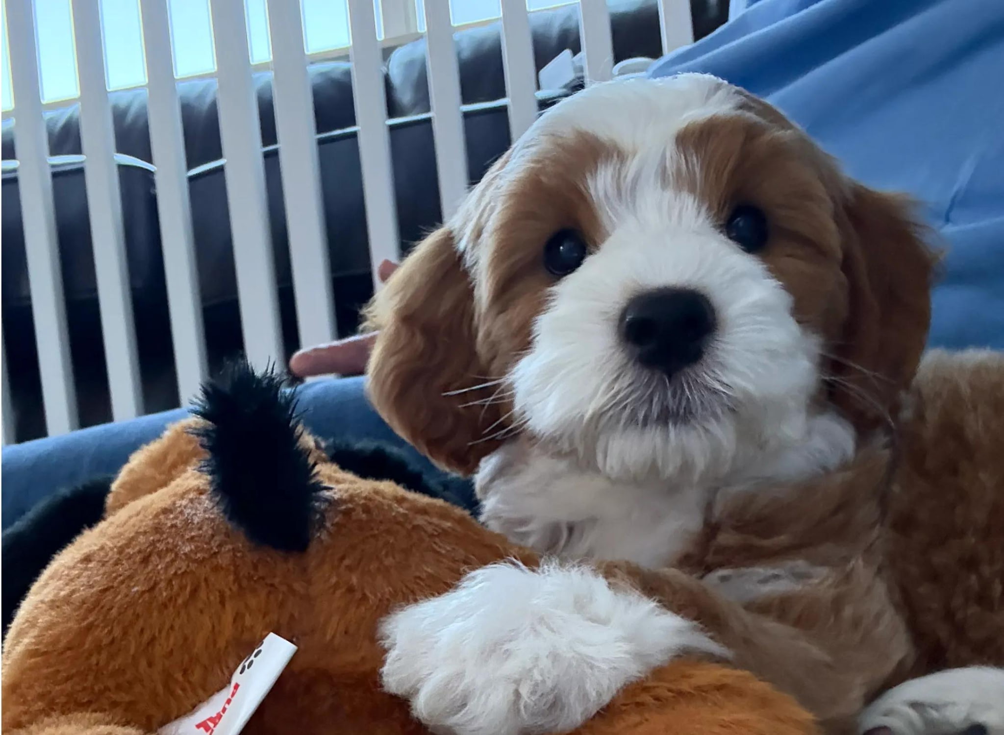 Puppies